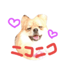 ポメラニアン♡で感情♡（個別スタンプ：5）