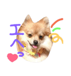 ポメラニアン♡で感情♡（個別スタンプ：7）