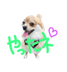 ポメラニアン♡で感情♡（個別スタンプ：9）