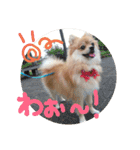 ポメラニアン♡で感情♡（個別スタンプ：10）