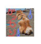 ポメラニアン♡で感情♡（個別スタンプ：11）