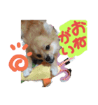 ポメラニアン♡で感情♡（個別スタンプ：18）