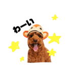 きよのさんちの こたろうくん（個別スタンプ：10）