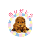 きよのさんちの こたろうくん（個別スタンプ：12）