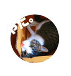 ちゃくてぃろ（個別スタンプ：2）