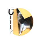 ちゃくてぃろ（個別スタンプ：6）