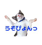 ちゃくてぃろ（個別スタンプ：10）