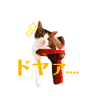 ちゃくてぃろ（個別スタンプ：13）