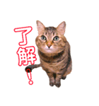 ちゃくてぃろ（個別スタンプ：15）