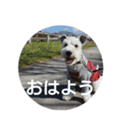 私の可愛い愛犬3（個別スタンプ：4）