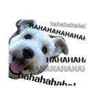 私の可愛い愛犬3（個別スタンプ：5）