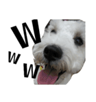 私の可愛い愛犬3（個別スタンプ：6）