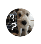 私の可愛い愛犬3（個別スタンプ：8）