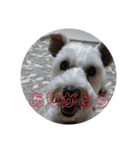 私の可愛い愛犬3（個別スタンプ：9）