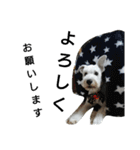 私の可愛い愛犬3（個別スタンプ：10）
