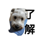 私の可愛い愛犬3（個別スタンプ：11）