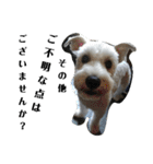 私の可愛い愛犬3（個別スタンプ：12）