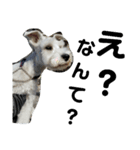私の可愛い愛犬3（個別スタンプ：14）