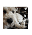 私の可愛い愛犬3（個別スタンプ：17）