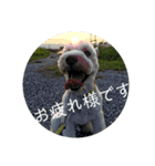 私の可愛い愛犬3（個別スタンプ：18）