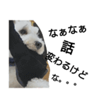 私の可愛い愛犬3（個別スタンプ：19）