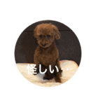犬の気持ち 〜ちゃみ〜（個別スタンプ：4）