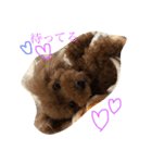 犬の気持ち 〜ちゃみ〜（個別スタンプ：5）