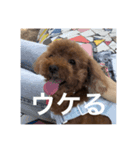 犬の気持ち 〜ちゃみ〜（個別スタンプ：7）