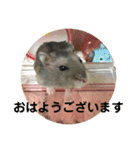 うちのはむちゃん（個別スタンプ：1）