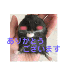 うちのはむちゃん（個別スタンプ：5）