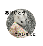 うちのはむちゃん（個別スタンプ：6）