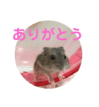 うちのはむちゃん（個別スタンプ：7）