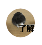うちのはむちゃん（個別スタンプ：9）