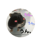 うちのはむちゃん（個別スタンプ：10）