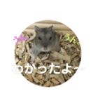 うちのはむちゃん（個別スタンプ：11）