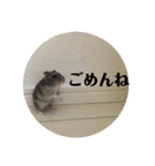 うちのはむちゃん（個別スタンプ：12）