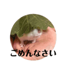 うちのはむちゃん（個別スタンプ：13）
