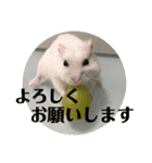 うちのはむちゃん（個別スタンプ：15）