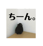 うちのはむちゃん（個別スタンプ：17）