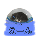 うちのはむちゃん（個別スタンプ：18）