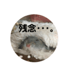 うちのはむちゃん（個別スタンプ：20）