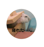 うちのはむちゃん（個別スタンプ：22）