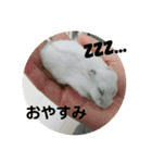 うちのはむちゃん（個別スタンプ：23）