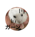 うちのはむちゃん（個別スタンプ：24）