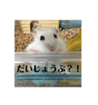 うちのはむちゃん（個別スタンプ：26）