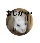 うちのはむちゃん（個別スタンプ：28）