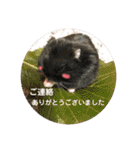 うちのはむちゃん（個別スタンプ：31）