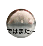 うちのはむちゃん（個別スタンプ：32）