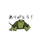 ニホンイシガメぽんた♀（個別スタンプ：5）