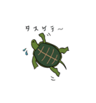 ニホンイシガメぽんた♀（個別スタンプ：7）